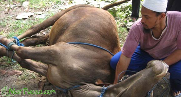 Adab Menyembelih Hewan Qurban Sesuai Syariat Islam