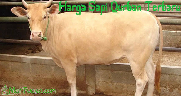 Berapa Harga Sapi Kurban Promo Jual Sapi Qurban Dan