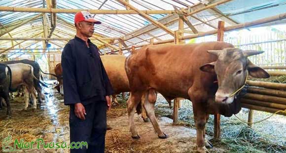 Doa Menyembelih Hewan Qurban Beserta Tata Caranya