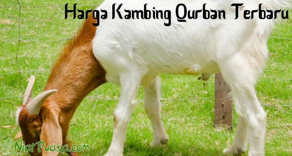 Harga Kambing Qurban Termurah