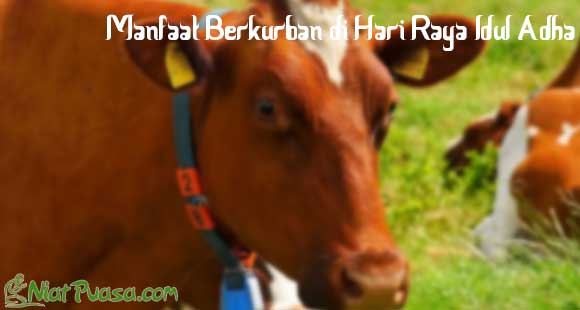 Manfaat Berkurban di Hari Raya Idul Adha